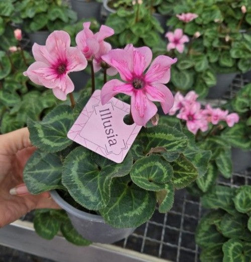 Potted plant with pink flowers and a 'Illusia' tag, surrounded by greenery.