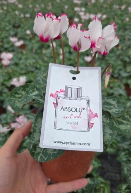Cyclamen plant with a perfume brand tag in front of a green leafy background