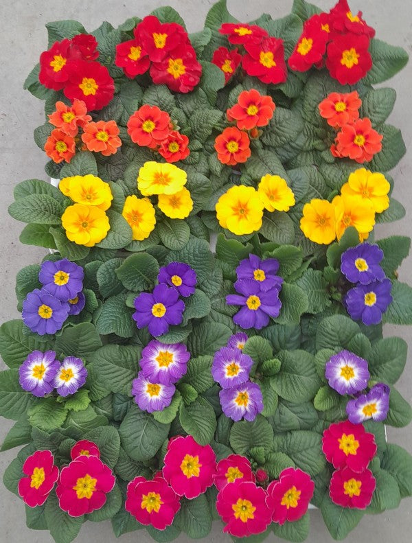 Multicolored flowers arranged in a pattern on a gray background