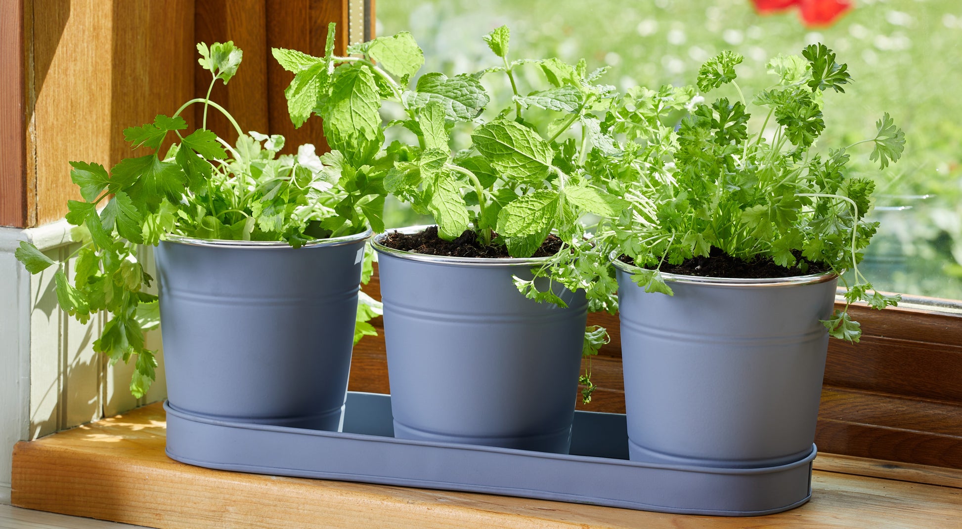 Three potted plants on a windowsill with a wooden frame.