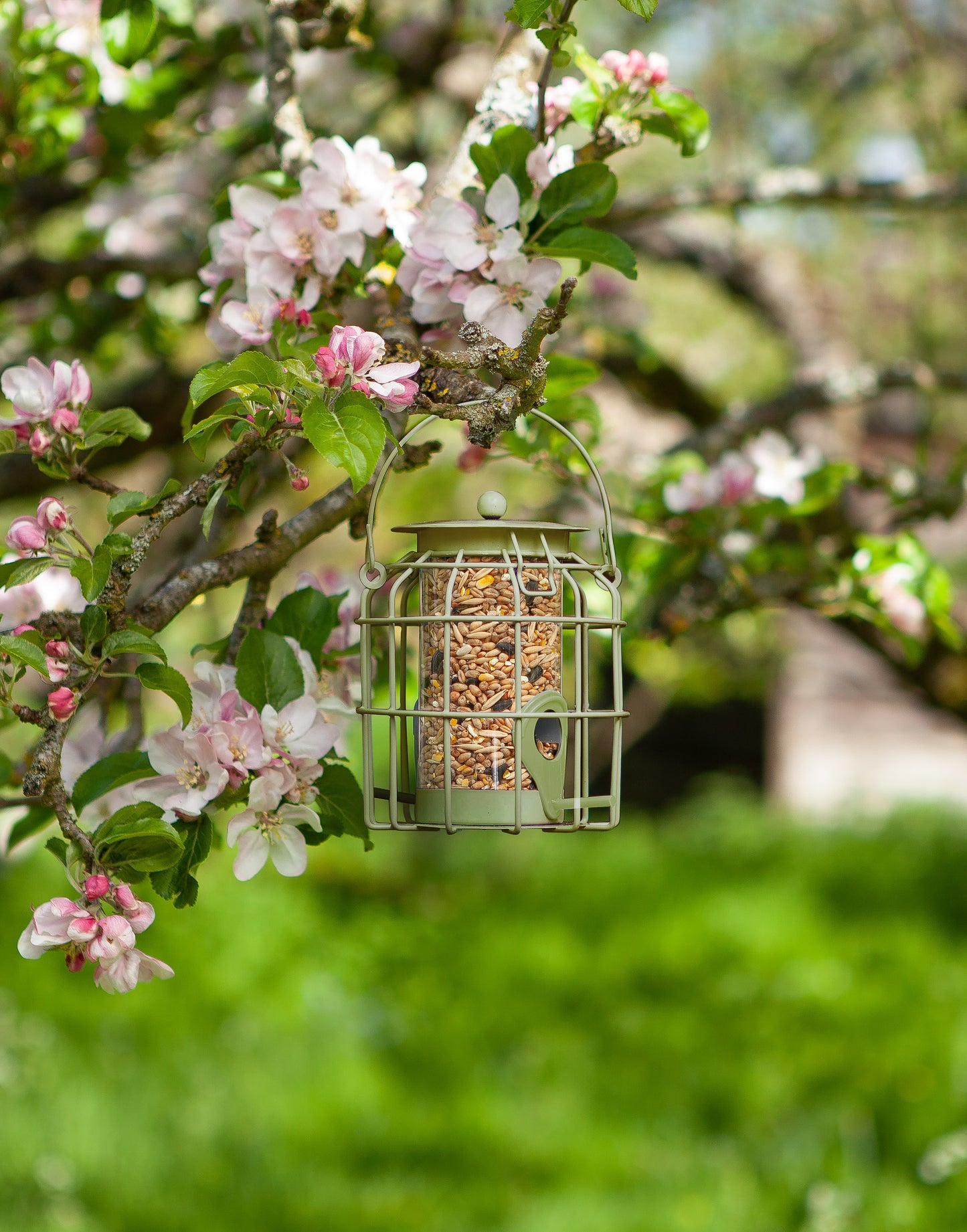 Bird feeder hanging from a tree branch with pink flowers in a garden setting