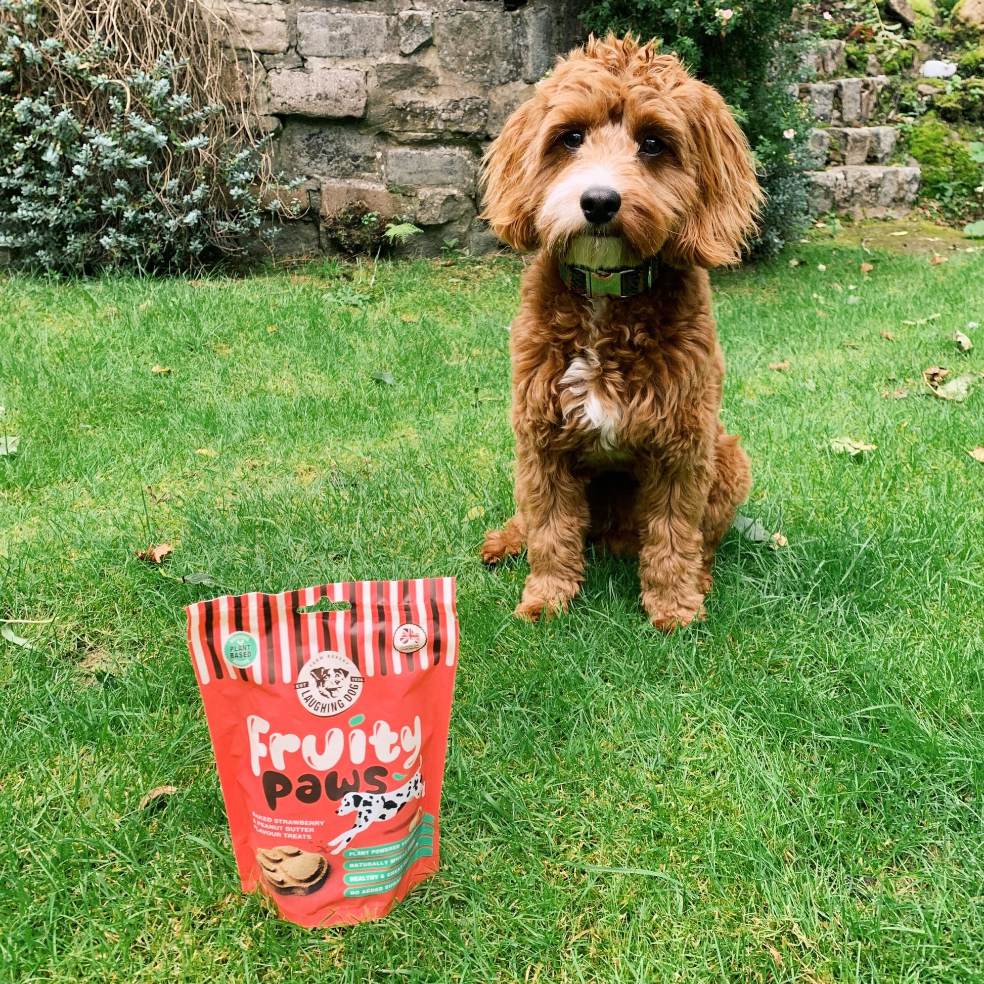 Laughing Dog Fruity Paws Dog Treats (Peanut Butter & Strawberry) 125g on grass next to a brown dog