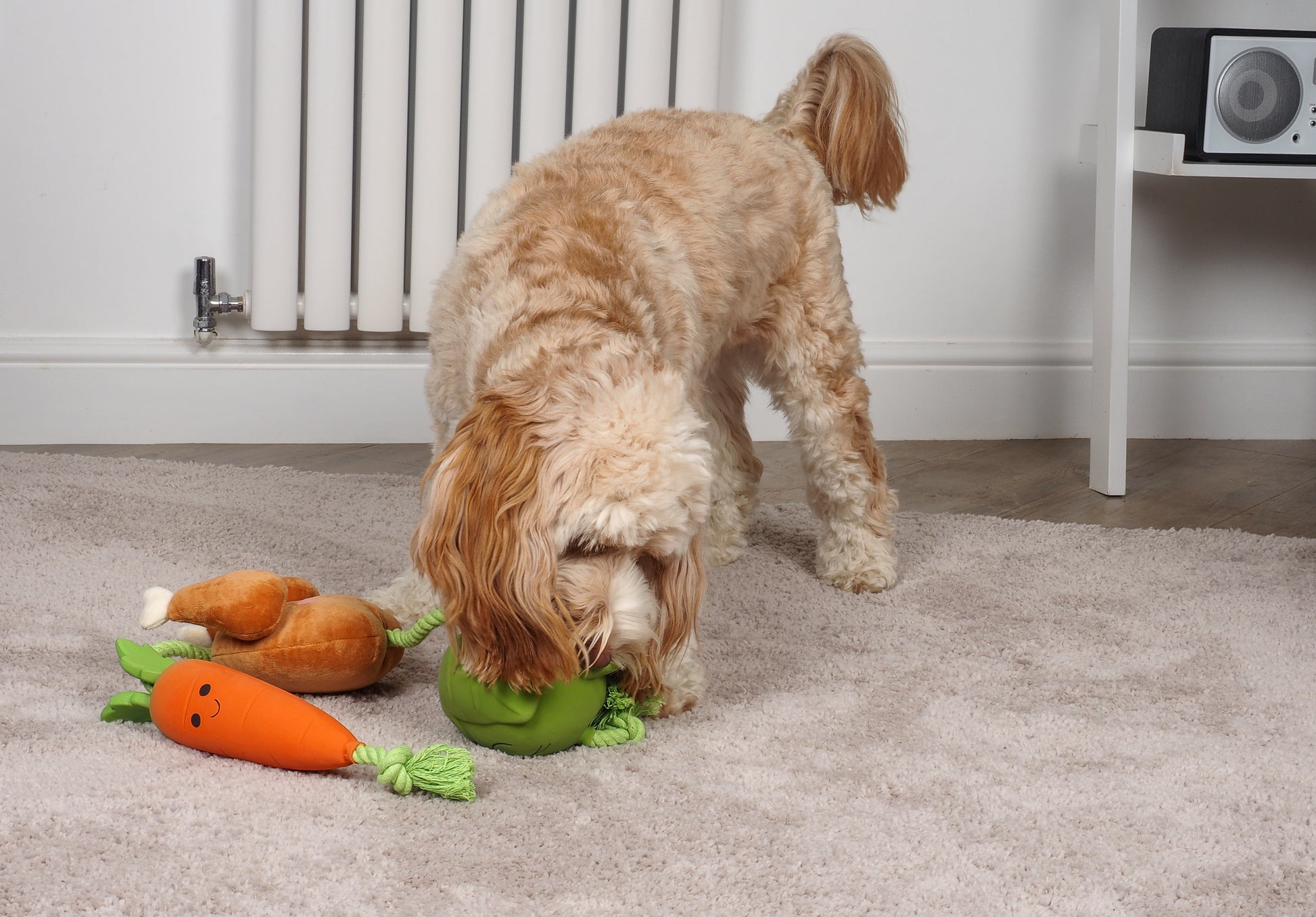 Dog playing with a toy on a carpeted floor