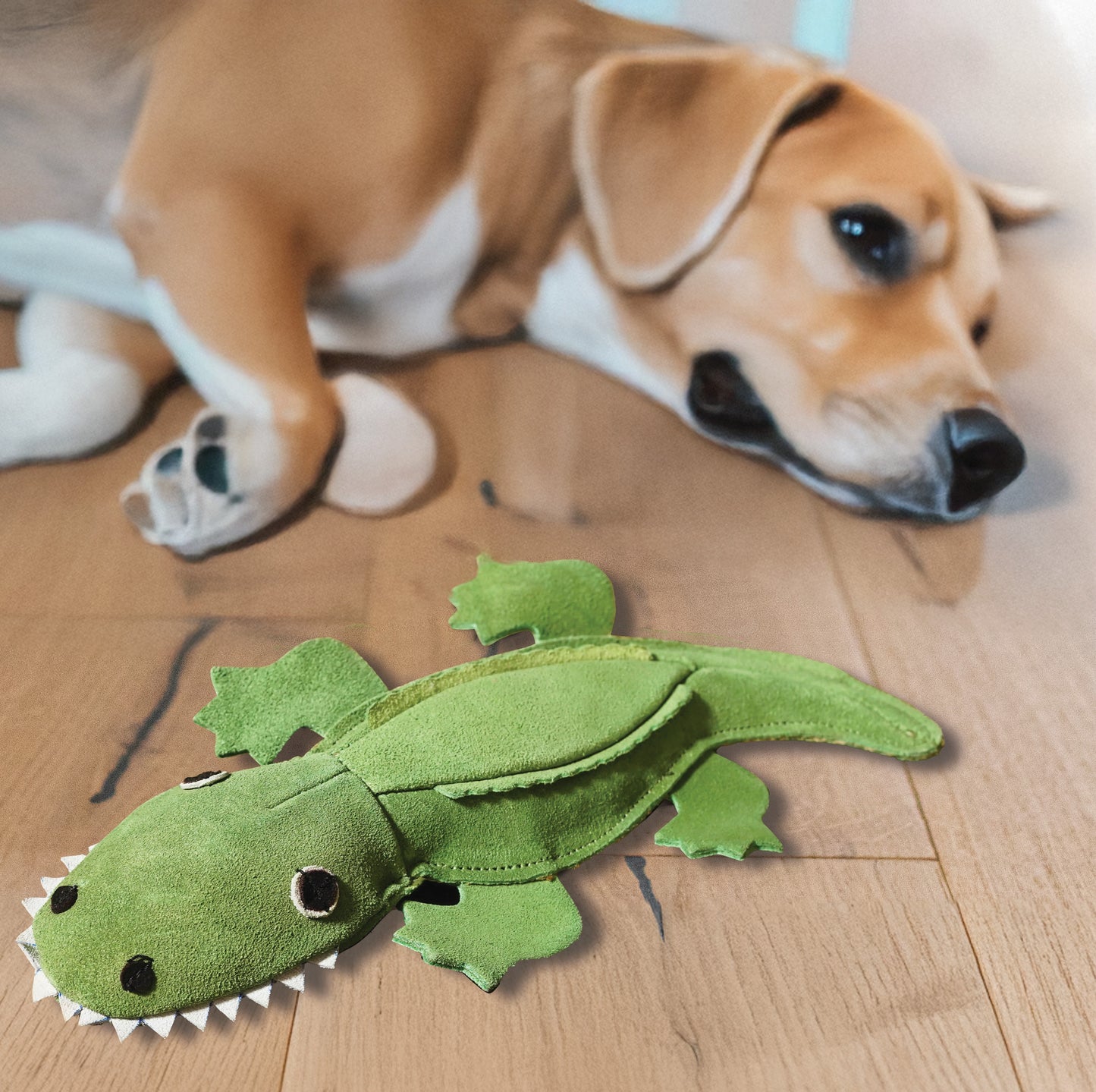 Dog playing with a green alligator toy on a wooden floor