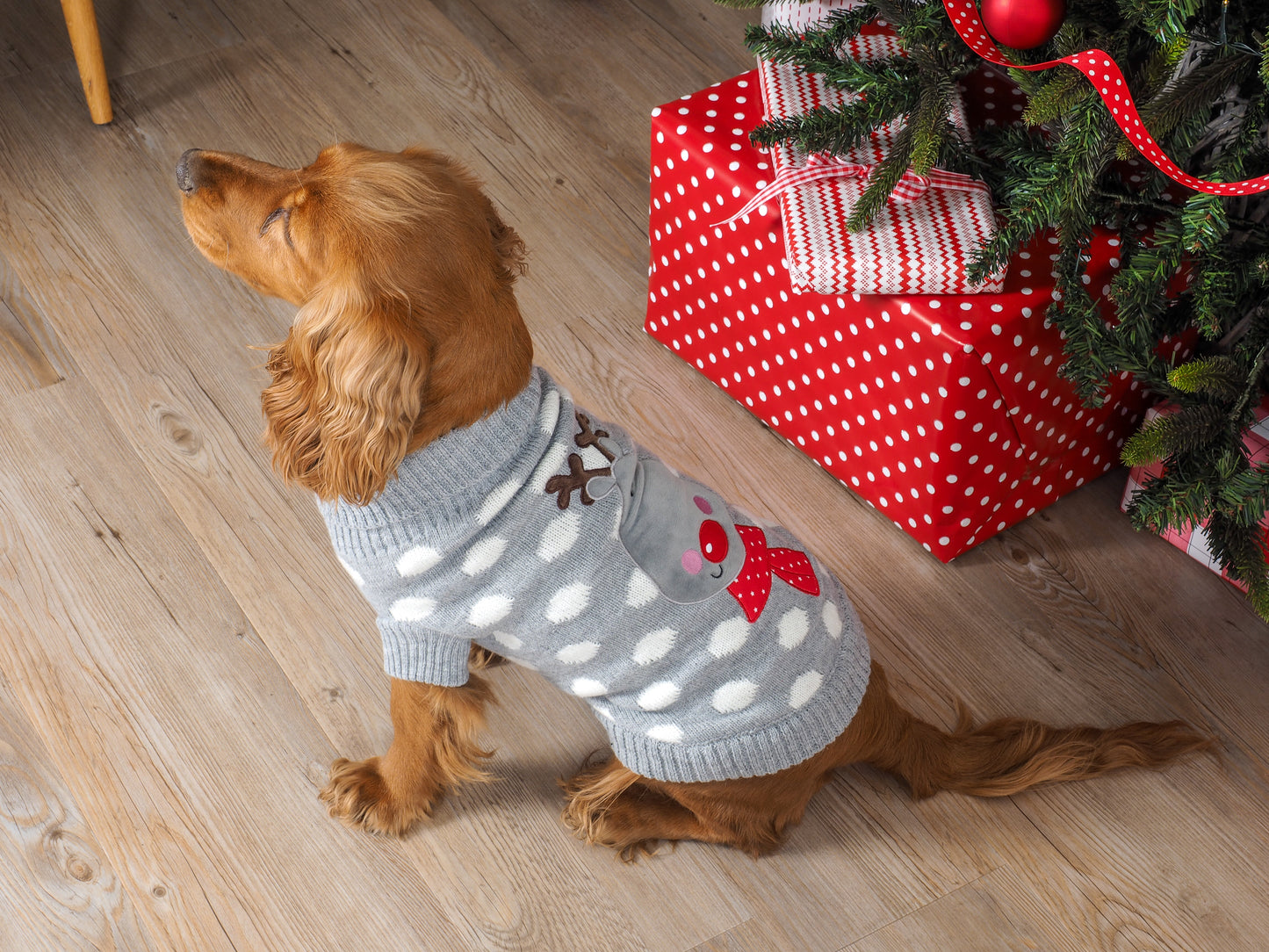 Dog wearing a sweater near a Christmas tree with presents underneath