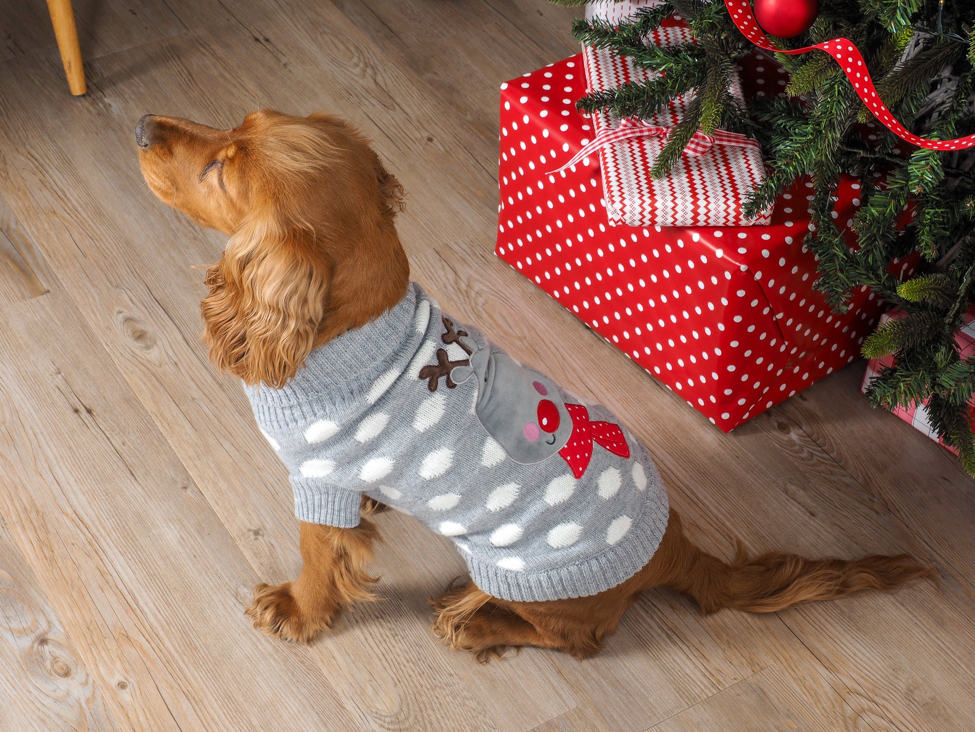 Dog wearing a sweater near a Christmas tree with presents underneath