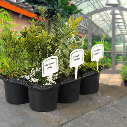 Row of potted plants with labels in a greenhouse setting