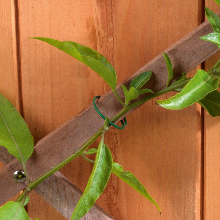 Green plant climbing a wooden trellis against a wooden fence.