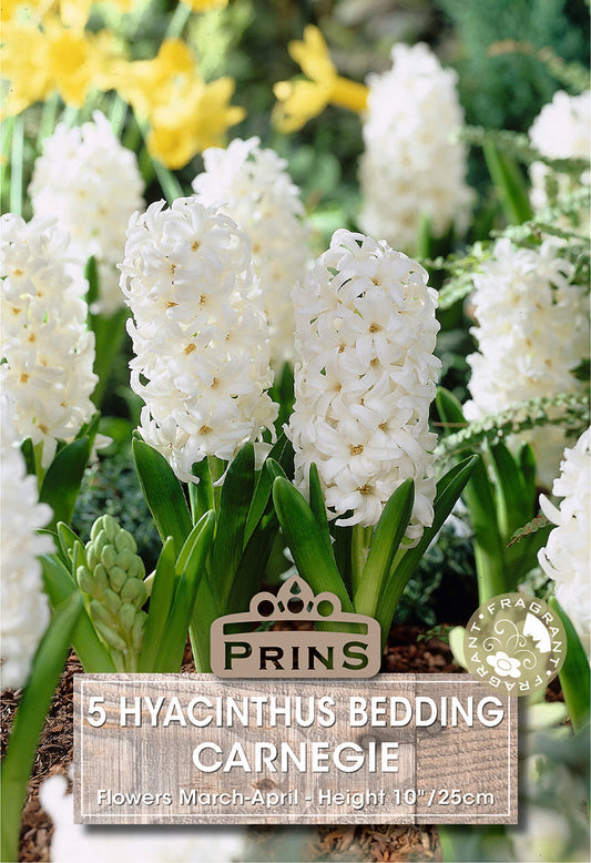 Prins Hyacinthus Bedding Carnegie 5 Pack Bulbs