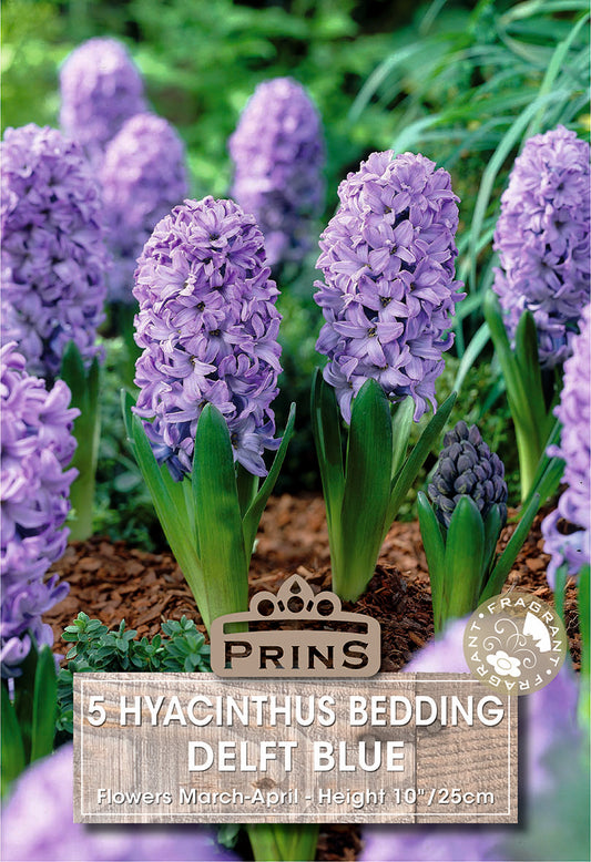 Prins Hyacinthus Bedding Delft Blue 5 Pack Bulbs