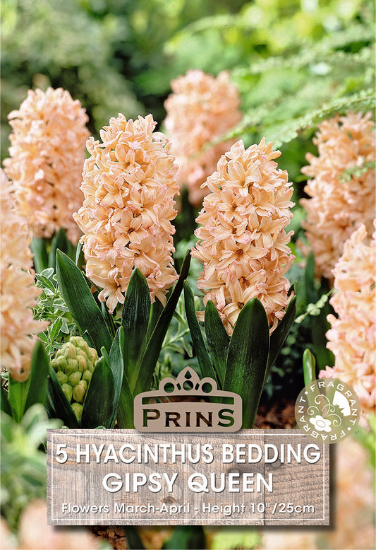 Prins Hyacinthus Bedding Gipsy Queen 5 Pack Bulbs