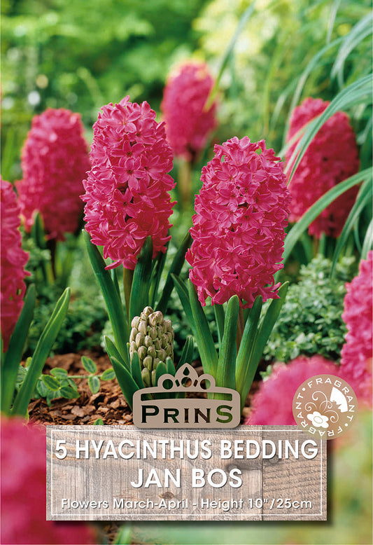 Prins Hyacinthus Bedding Jan Bos 5 Pack Bulbs