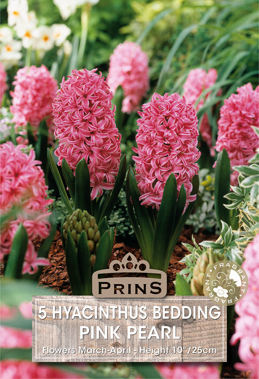 Prins Hyacinthus Bedding Pink Pearl 5 Pack Bulbs