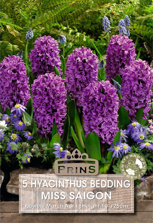 Prins Hyacinthus Bedding Miss Saigon 5 Pack Bulbs