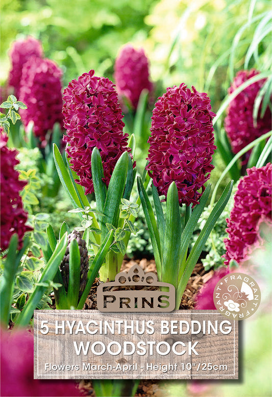 Prins Hyacinthus Bedding Woodstock 5 Pack Bulbs