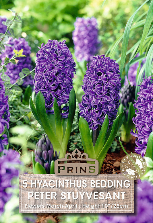 Blue hyacinth flowers with a 'Prins' label in a garden setting