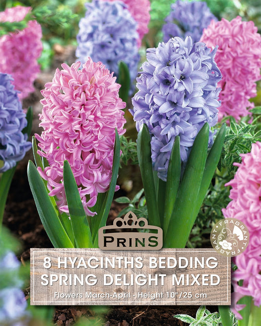 Prins Hyacinths Bedding Spring Delight Mixed 8 Pack Bulbs