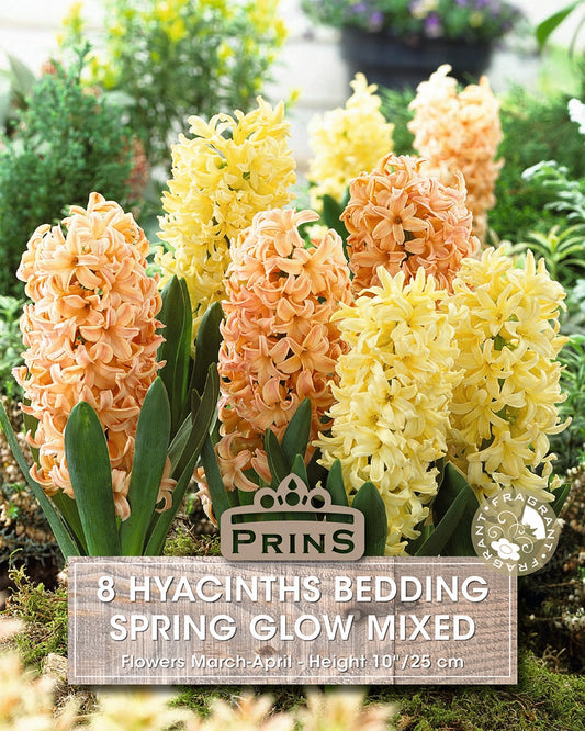 Hyacinth bulbs with 'Prins' branding on a label, set against a blurred garden background.