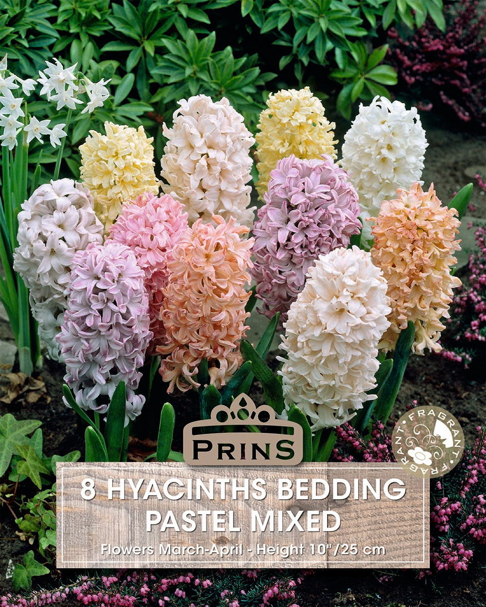 Prins Hyacinths Bedding Pastel Mixed 8 Pack Bulbs