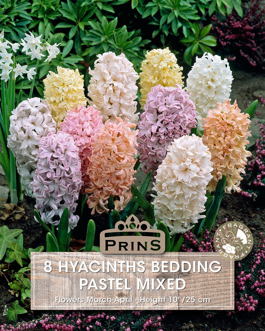 Prins Hyacinths Bedding Pastel Mixed 8 Pack Bulbs