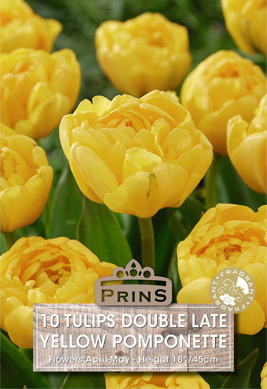 Prins Tulips Double Late Yellow Pomponette 10 Pack Bulbs