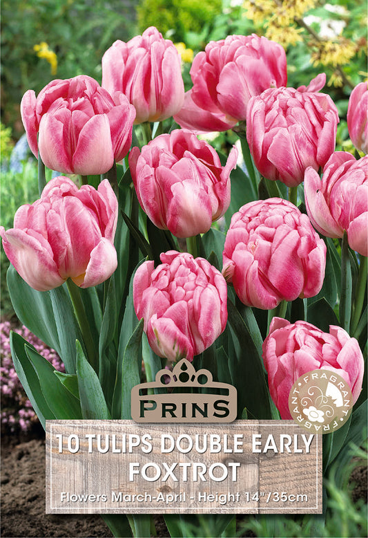 Prins Tulips Double Early Foxtrot 10 Pack Bulbs