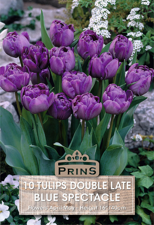 Prins Tulips Double Late Blue Spectacle 10 Pack Bulbs