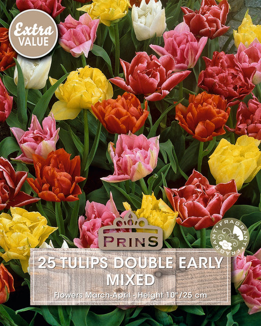 Packaging of Prins tulips with colorful tulips and branding details.