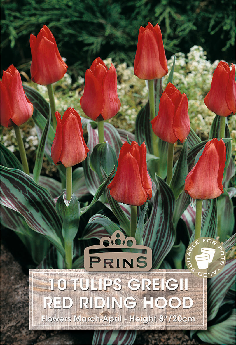 Red tulips labeled 'Red Riding Hood' with Prins branding on a green background