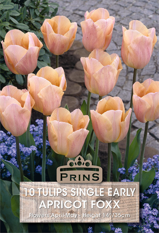 Prins Tulips Single Early Apricot Foxx 10 Pack Bulbs