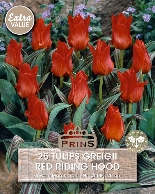 Red tulips labeled 'Red Riding Hood' with branding and product details.