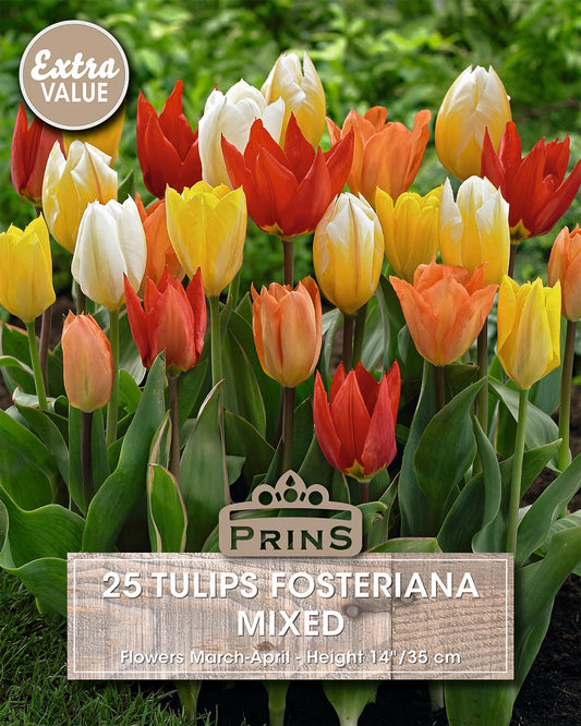 Colorful tulips with Prins branding and product details on a green background