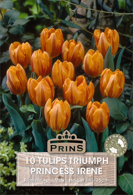 Prins Tulips Triumph Princess Irene 10 Pack Bulbs