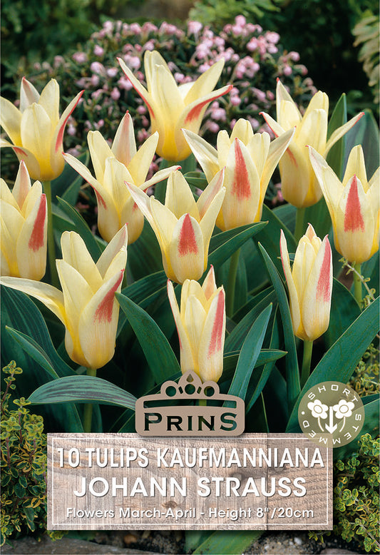 Prins Tulips Kaufmanniana Johann Strauss 10 Pack Bulbs