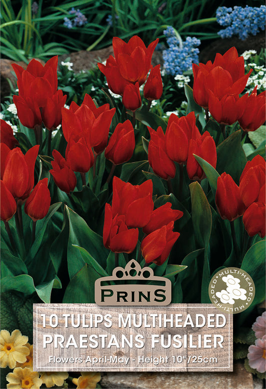Prins Tulips Multiheaded Praestans Fusilier 10 Pack Bulbs