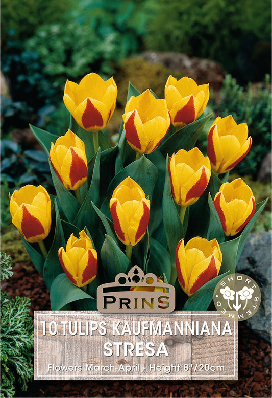 Prins Tulips Kaufmanniana Stresa 10 Pack Bulbs