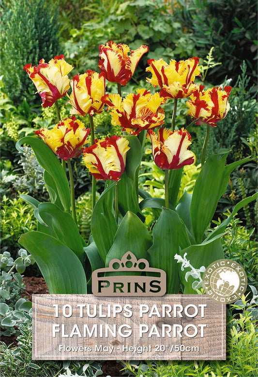 Prins Tulips Parrot Flaming Parrot 10 Pack Bulbs