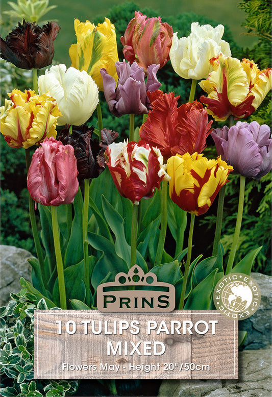 Prins Tulips Parrot Mixed 10 Pack Bulbs