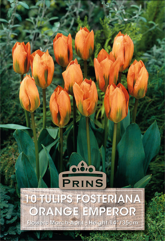 Prins Tulips Fosteriana Orange Emperor 10 Pack Bulbs
