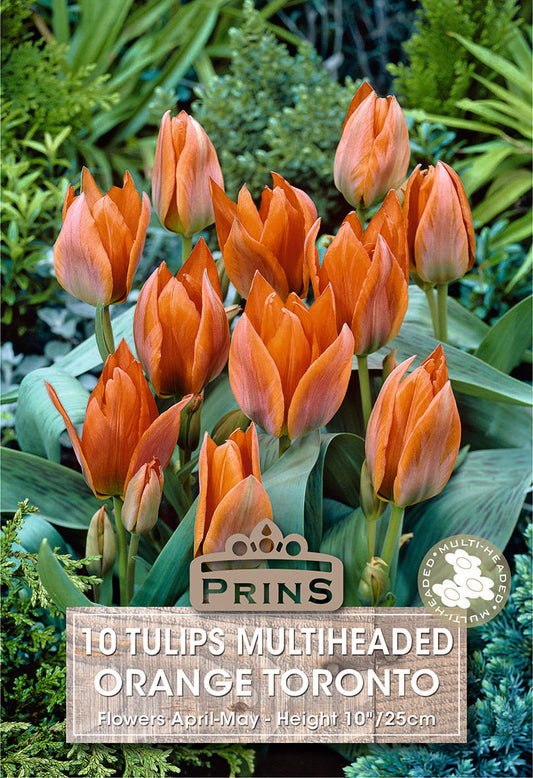 Prins Tulips Multiheaded Orange Toronto 10 Pack Bulbs