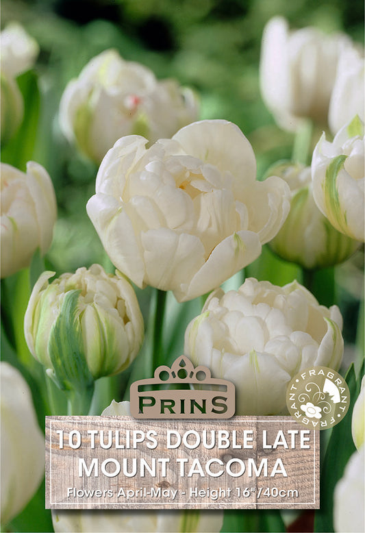 Prins Tulips Double Late Mount Tacoma 10 Pack Bulbs