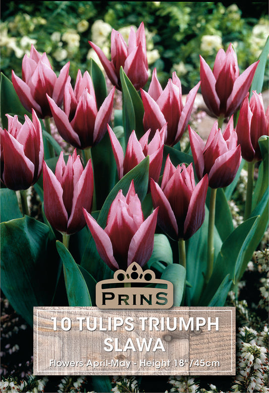 Prins Tulips Triumph Slawa 10 Pack Bulbs