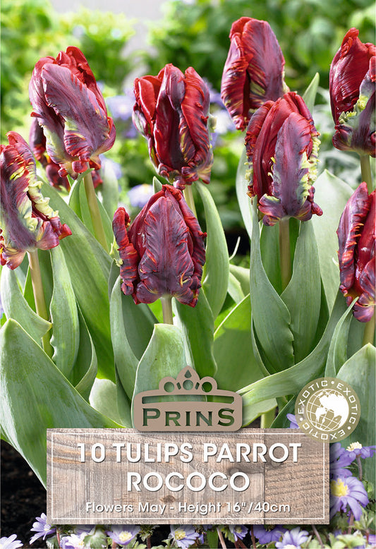 Packaging of Tulips Parrot Rococo with purple tulips and green leaves.