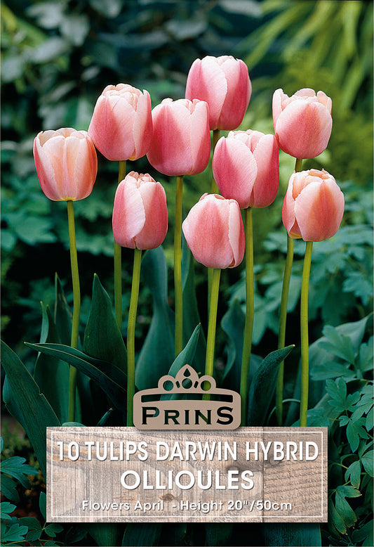 Pink tulips with a Prins sign in a garden setting