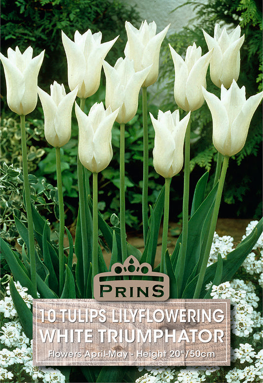 White tulips with a Prins label in a garden setting