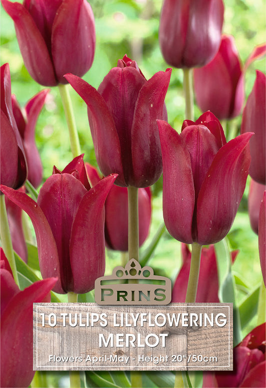 Print Tulips Lilyflowering Merlot 10 Pack Bulbs