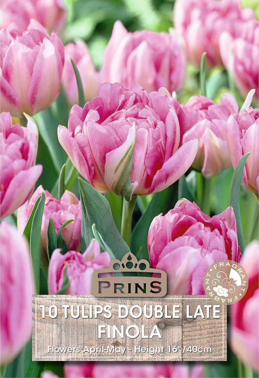 Prins Tulips Double Late Finola 10 Pack Bulbs