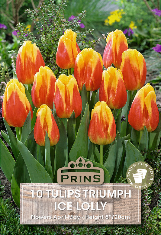 Prins Tulips Triumph Ice Lolly 10 Pack Bulbs
