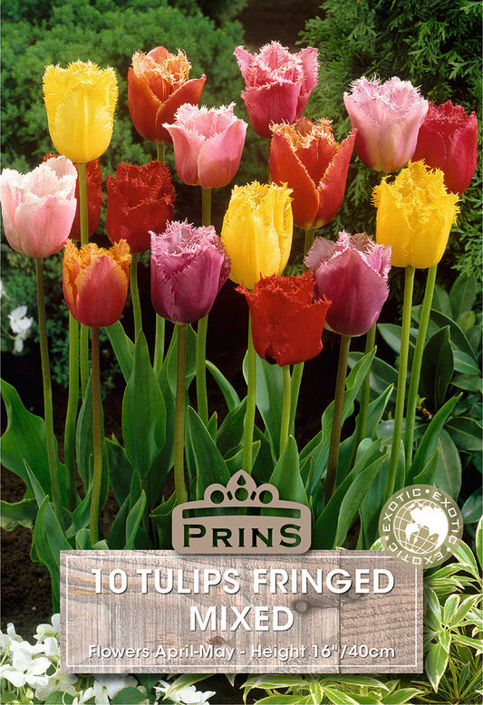 Colorful tulips with a Prins label on a green background