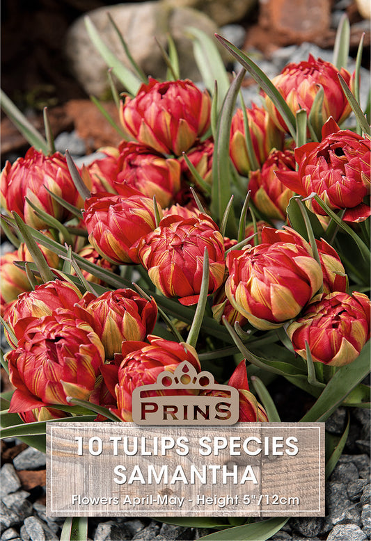 Prins Tulips Species Samantha 10 Pack Bulbs